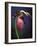 Pink Lady Slipper, St. Clair Nature Preserve, Michigan, USA-Claudia Adams-Framed Photographic Print