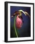 Pink Lady Slipper, St. Clair Nature Preserve, Michigan, USA-Claudia Adams-Framed Photographic Print