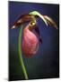 Pink Lady Slipper, St. Clair Nature Preserve, Michigan, USA-Claudia Adams-Mounted Photographic Print