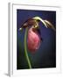 Pink Lady Slipper, St. Clair Nature Preserve, Michigan, USA-Claudia Adams-Framed Photographic Print