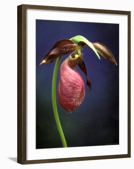 Pink Lady Slipper, St. Clair Nature Preserve, Michigan, USA-Claudia Adams-Framed Photographic Print