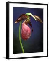 Pink Lady Slipper, St. Clair Nature Preserve, Michigan, USA-Claudia Adams-Framed Photographic Print