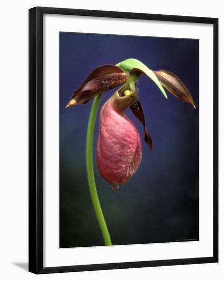 Pink Lady Slipper, St. Clair Nature Preserve, Michigan, USA-Claudia Adams-Framed Photographic Print