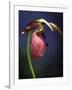 Pink Lady Slipper, St. Clair Nature Preserve, Michigan, USA-Claudia Adams-Framed Photographic Print