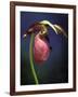 Pink Lady Slipper, St. Clair Nature Preserve, Michigan, USA-Claudia Adams-Framed Photographic Print