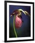 Pink Lady Slipper, St. Clair Nature Preserve, Michigan, USA-Claudia Adams-Framed Photographic Print