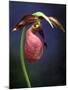 Pink Lady Slipper, St. Clair Nature Preserve, Michigan, USA-Claudia Adams-Mounted Photographic Print