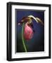 Pink Lady Slipper, St. Clair Nature Preserve, Michigan, USA-Claudia Adams-Framed Photographic Print