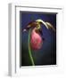 Pink Lady Slipper, St. Clair Nature Preserve, Michigan, USA-Claudia Adams-Framed Photographic Print