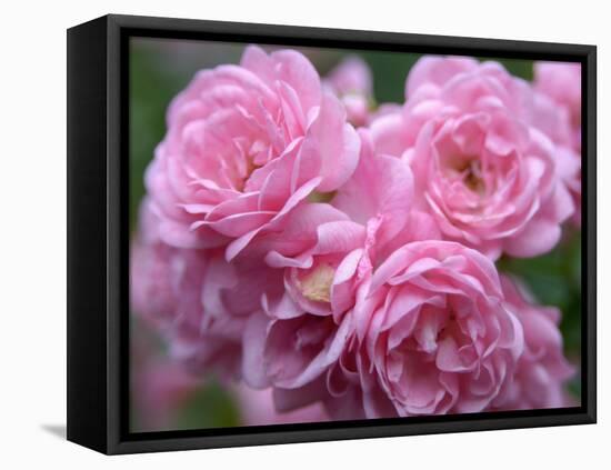 Pink Landscape Roses, Jackson, New Hampshire, USA-Lisa S^ Engelbrecht-Framed Stretched Canvas