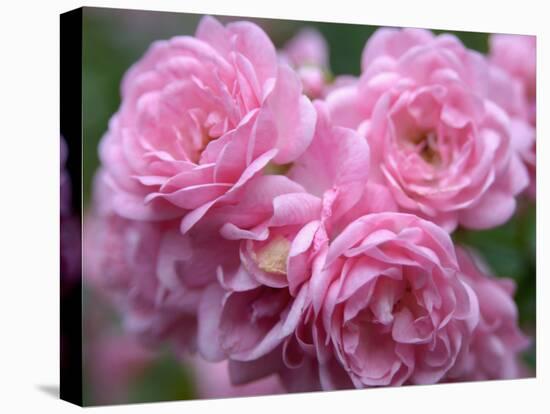 Pink Landscape Roses, Jackson, New Hampshire, USA-Lisa S^ Engelbrecht-Stretched Canvas