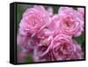 Pink Landscape Roses, Jackson, New Hampshire, USA-Lisa S^ Engelbrecht-Framed Stretched Canvas