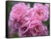 Pink Landscape Roses, Jackson, New Hampshire, USA-Lisa S^ Engelbrecht-Framed Stretched Canvas