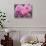 Pink Landscape Roses, Jackson, New Hampshire, USA-Lisa S^ Engelbrecht-Stretched Canvas displayed on a wall