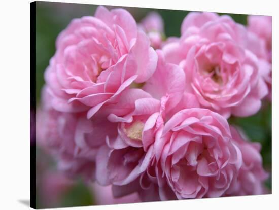 Pink Landscape Roses, Jackson, New Hampshire, USA-Lisa S^ Engelbrecht-Stretched Canvas