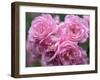 Pink Landscape Roses, Jackson, New Hampshire, USA-Lisa S^ Engelbrecht-Framed Premium Photographic Print