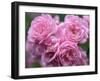 Pink Landscape Roses, Jackson, New Hampshire, USA-Lisa S^ Engelbrecht-Framed Premium Photographic Print