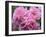 Pink Landscape Roses, Jackson, New Hampshire, USA-Lisa S^ Engelbrecht-Framed Premium Photographic Print