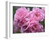 Pink Landscape Roses, Jackson, New Hampshire, USA-Lisa S^ Engelbrecht-Framed Premium Photographic Print