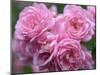 Pink Landscape Roses, Jackson, New Hampshire, USA-Lisa S^ Engelbrecht-Mounted Premium Photographic Print