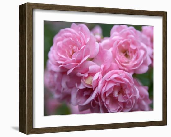 Pink Landscape Roses, Jackson, New Hampshire, USA-Lisa S^ Engelbrecht-Framed Photographic Print