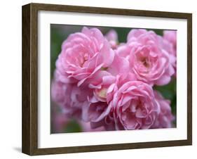 Pink Landscape Roses, Jackson, New Hampshire, USA-Lisa S^ Engelbrecht-Framed Photographic Print