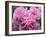 Pink Landscape Roses, Jackson, New Hampshire, USA-Lisa S^ Engelbrecht-Framed Photographic Print