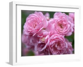 Pink Landscape Roses, Jackson, New Hampshire, USA-Lisa S^ Engelbrecht-Framed Photographic Print