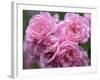 Pink Landscape Roses, Jackson, New Hampshire, USA-Lisa S^ Engelbrecht-Framed Photographic Print