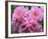 Pink Landscape Roses, Jackson, New Hampshire, USA-Lisa S^ Engelbrecht-Framed Photographic Print