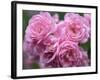 Pink Landscape Roses, Jackson, New Hampshire, USA-Lisa S^ Engelbrecht-Framed Photographic Print