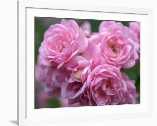 Pink Landscape Roses, Jackson, New Hampshire, USA-Lisa S^ Engelbrecht-Framed Photographic Print