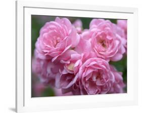 Pink Landscape Roses, Jackson, New Hampshire, USA-Lisa S^ Engelbrecht-Framed Photographic Print