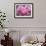 Pink Landscape Roses, Jackson, New Hampshire, USA-Lisa S^ Engelbrecht-Framed Photographic Print displayed on a wall