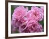 Pink Landscape Roses, Jackson, New Hampshire, USA-Lisa S^ Engelbrecht-Framed Photographic Print