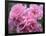 Pink Landscape Roses, Jackson, New Hampshire, USA-Lisa S^ Engelbrecht-Framed Photographic Print