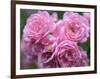 Pink Landscape Roses, Jackson, New Hampshire, USA-Lisa S^ Engelbrecht-Framed Photographic Print