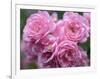 Pink Landscape Roses, Jackson, New Hampshire, USA-Lisa S^ Engelbrecht-Framed Photographic Print