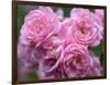 Pink Landscape Roses, Jackson, New Hampshire, USA-Lisa S^ Engelbrecht-Framed Photographic Print