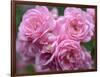 Pink Landscape Roses, Jackson, New Hampshire, USA-Lisa S^ Engelbrecht-Framed Photographic Print