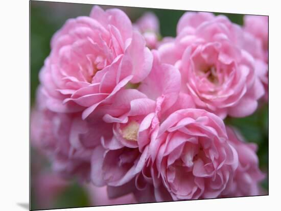 Pink Landscape Roses, Jackson, New Hampshire, USA-Lisa S^ Engelbrecht-Mounted Photographic Print