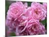 Pink Landscape Roses, Jackson, New Hampshire, USA-Lisa S^ Engelbrecht-Mounted Photographic Print