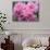 Pink Landscape Roses, Jackson, New Hampshire, USA-Lisa S^ Engelbrecht-Photographic Print displayed on a wall