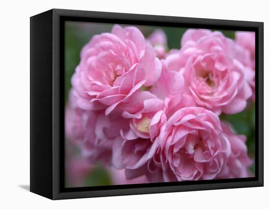 Pink Landscape Roses, Jackson, New Hampshire, USA-Lisa S^ Engelbrecht-Framed Stretched Canvas