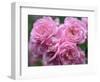 Pink Landscape Roses, Jackson, New Hampshire, USA-Lisa S^ Engelbrecht-Framed Photographic Print