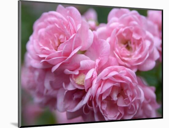 Pink Landscape Roses, Jackson, New Hampshire, USA-Lisa S^ Engelbrecht-Mounted Photographic Print