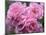 Pink Landscape Roses, Jackson, New Hampshire, USA-Lisa S^ Engelbrecht-Mounted Photographic Print