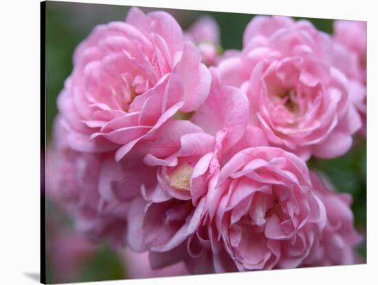 Pink Landscape Roses, Jackson, New Hampshire, USA-Lisa S^ Engelbrecht-Stretched Canvas