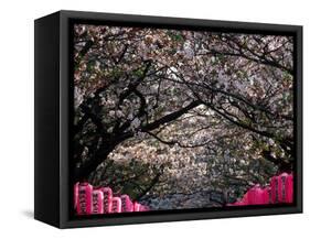 Pink Lanterns on Canopy of Cherry Trees in Bloom, Kamakura, Japan-Nancy & Steve Ross-Framed Stretched Canvas