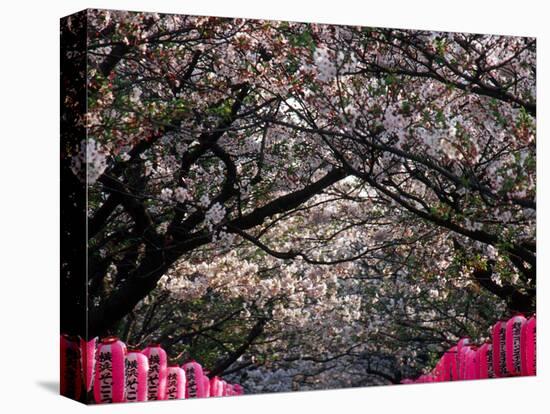 Pink Lanterns on Canopy of Cherry Trees in Bloom, Kamakura, Japan-Nancy & Steve Ross-Stretched Canvas